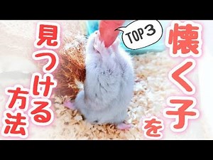 懐くハムスターを見極める方法 TOP３