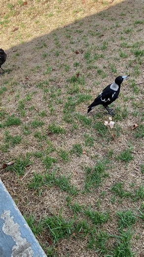 Roger prepping for the shows. To this tough crowd. At least they’re singing along. #magpies #bluegrass #folk #harmonica #music