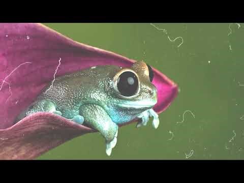 Sound of frogs, frog sound for relaxation and sleep