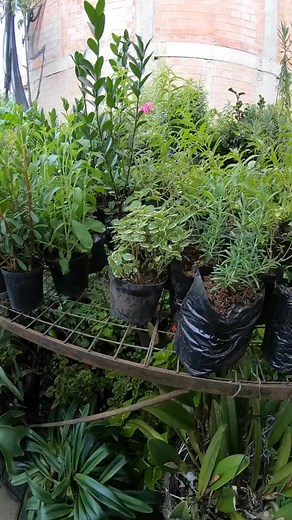 Descubre el misterioso mundo del incienso en nuestro vídeo. Desde sus orígenes históricos hasta sus usos modernos, exploramos todo sobre esta planta fascinante. Aprende sobre su cultivo, propiedades medicinales y rituales espirituales en diferentes culturas. Únete a nosotros para un viaje aromático a través de la historia y el significado del incienso. ESCRÍBENOS Y CONSIGUE ESTA PLANTA CON NOSOTROS 🌿 #plantas | VerdeSer_Plantas