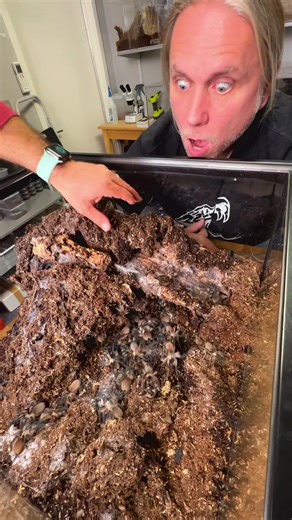 Ohh No 😳🕷 #animals #tarantula #spider #scary #foryoupage | Tarantula Spider