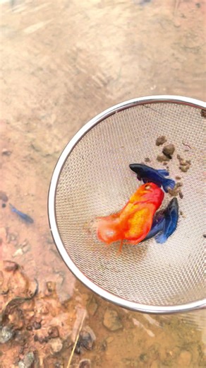 Catching Colorful Fish: A Real Life Experience