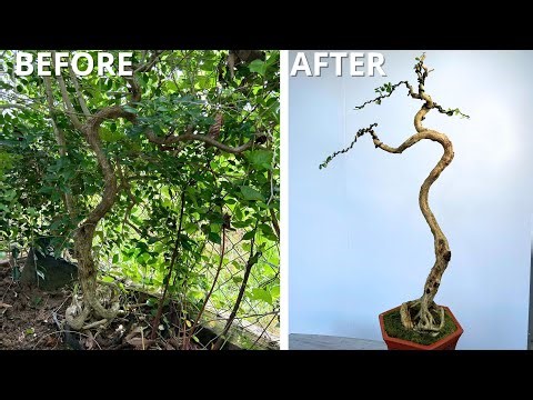 You Won’t Believe How This Overgrown Branch Became a Stunning Bonsai!