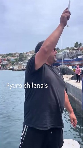 #Pyura #chilensis is a tunicate that somewhat resembles a mass of organs inside a rock. It is often found in dense aggregations in the intertidal and subtidal coast of Chile and Peru. It is a filter feeder that eats by sucking in seawater and filtering out microorganisms. Pyura chilensis has some basic characteristics common to chordates, such as the notochord and a perforated pharynx. It is born male, becomes hermaphroditic at puberty, and reproduces by tossing clouds of sperm and eggs into the