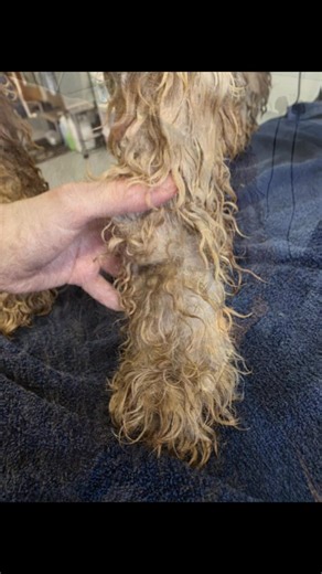 The winter wet walks really can affect your dogs coat. The coat will hold water and if it is not brushed through after walks and on a daily basis, the coat will act like a sponge and hold water and only cause more likely hood of matting. Please remember to use the correct tools and try to get into a grooming schedule to help prevent the coat from doing this. This boy loves water and mud, and its all just caught up in his coat and this left us to have to use a blade length which will fit under th