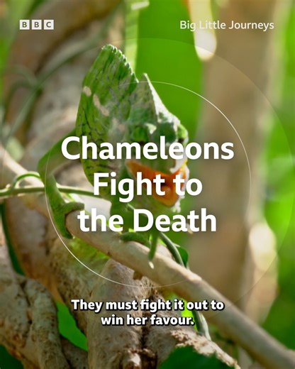 18K views · 376 reactions | Chameleon rivalry runs deep  #BigLittleJourneys #iPlayer #Animals #AnimalFight #Nature #Wildlife #Lizards #AnimalLife #Chameleons #ChameleonFight | BBC One | Facebook