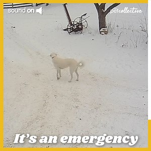 Does your dog react to sirens this way? Tell us about it! | The Pet Collective