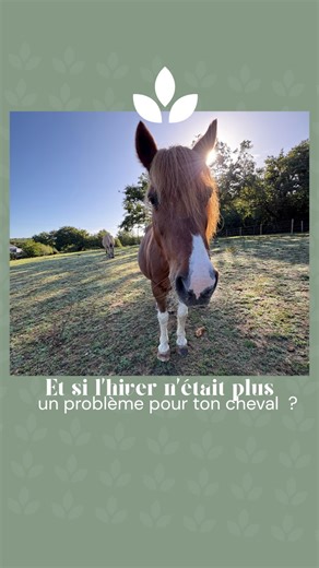 Anne-Laure - Écurie active Le Domaine des Équi’prés on Instagram: "🐴 Dans l’écurie, les chevaux restent dehors, libres de leurs mouvements, même en période humide. Sols stabilisés, circulation réfléchie, gestion quotidienne : tout est pensé pour leur confort, leur santé et leur équilibre. Pas d’enfermement prolongé, pas de compromis sur le bien-être ! Juste des chevaux sereins, actifs… même en hiver. Et toi, tu choisis quoi comme mode de vie pour ton cheval ? Si tu hésites encore, viens visiter