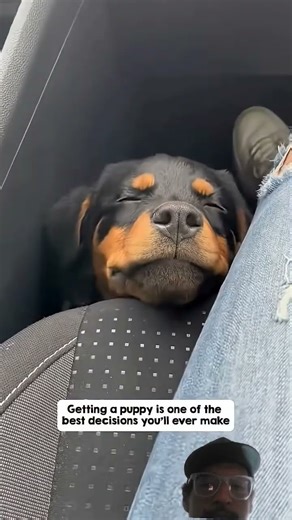 #dogs They are so cute! #foryou #pets #goldenretriever #memes