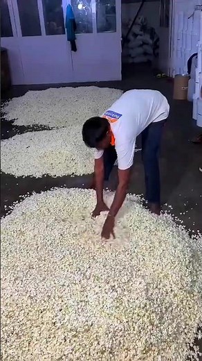 How Jasmine Flowers Are Turned Into Luxury Perfume #Perfume #Jasmine