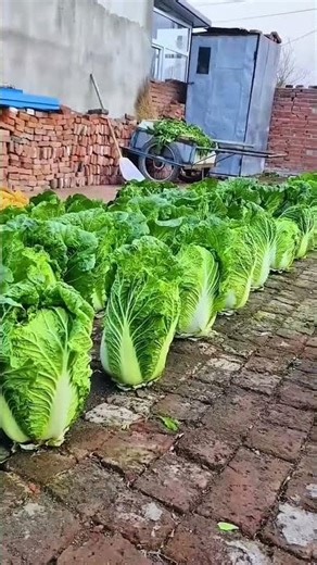 চীনেরা যেভাবে বাসায় সবজি খেত তৈরি করে || How Chinese people create vegetable gardens at home