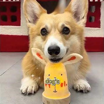 "Have you ever seen such a smart dog?"