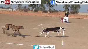 2.4K views · 110 reactions | greyhound dog chasing dummy rabbit on lure coursing machine. Subscribe us on youtube for more new greyhound drag racing videos. https://www.youtube.com/channel/UCemNWSdGM2n1VD4eT-i2AxQ | Greyhound Coursing Club | Facebook