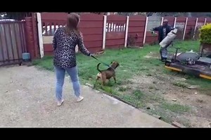 Comprehensive K9 Solutions on Reels | Facebook