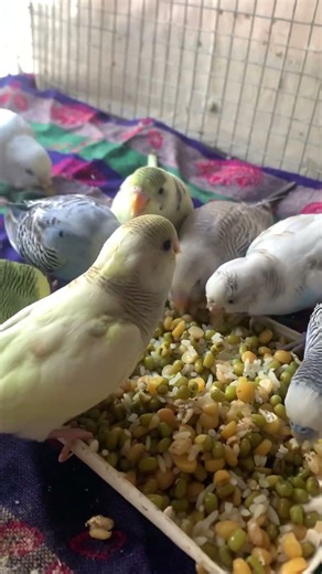 Day- 264 Watch My Budgie’s Favorite Soft Food Time#birdcare #birdfood #budgies #petbirds
