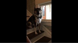 Hilarious! | Rumble Dogs