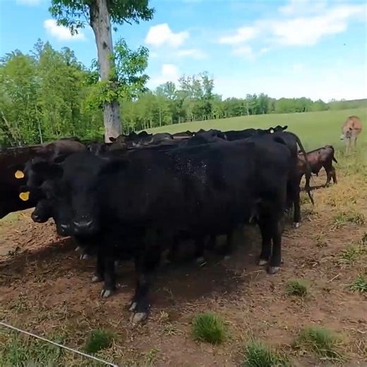 9.1K views · 283 reactions | Small Scale Regenerative Farming! | Stoney Ridge Farmer | Facebook