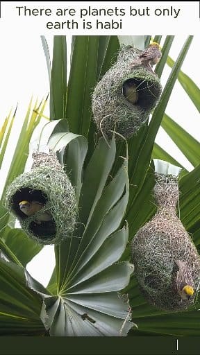 95K views · 2.9K reactions | Aerial engineer Colony調 #weavers #nestbuilding #nature | Go Green Forlife | Facebook