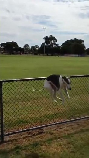 Dogs Jumping Over Fences In Funny Ways