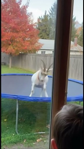 Happy Goat Jumping on Trampoline! 🐐 Funniest Animal Video