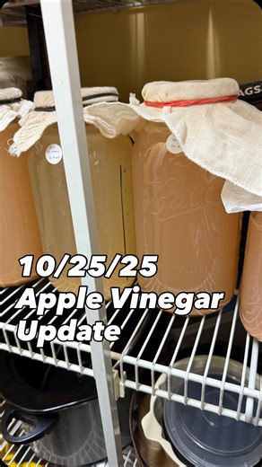 The fermentation process continues. Apple Vinegar is coming along nicely. My house got pretty cold while we were gone so the process has slowed down a bit. But that’s okay. With the heat turned on it’s warming back up. #applesicervinegar #applevinegar #canningandpreserving #homesteadfoodie #homesteading #homesteadersofohio #homesteadingohio | Yellowknife Homestead
