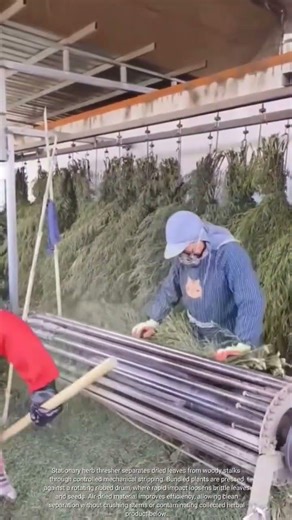 Herb leaf stripping machine