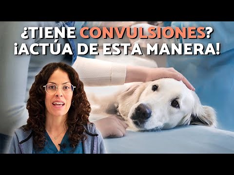 EPILEPTIC ATTACK or SEIZURES in DOGS 🐶 WHAT TO DO?