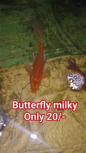 Butterfly milky only 20/- #japaniskoi #butterfly #butterflymilky #koifish