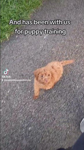 Cockapoo puppy first time training off lead training. #trainedpuppy