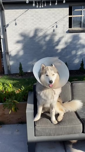 gotta keep ourselves entertained somehow #dogsoftiktok #fyp #husky #dogs