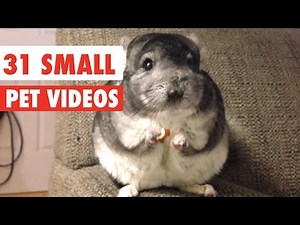 31 Small Pet Videos Compilation 2020