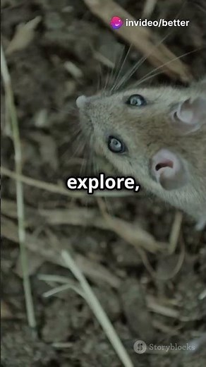 Pet Rat Care 101 Quick Tips!