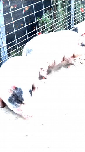 Funny Animated Toilet Scenes Featuring Animals