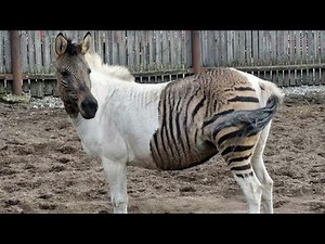 Zebra + Horse = Zorse | Zorse real sound