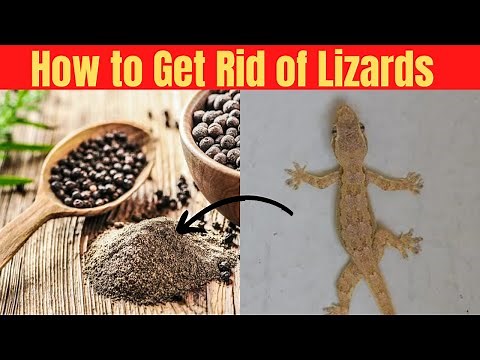 How to Get Rid of lizards Using This DIY Pepper Spray
