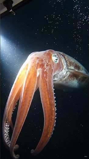 Deep Sea Encounter: A Squid Swimming in the Abyss 🦑