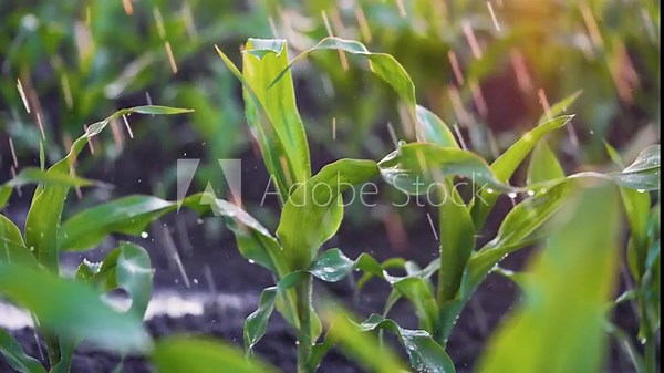 Agriculture. Corn field in water. Watering green plantation. Irrigation system for corn field. Rain irrigates green field of corn. Puddles on corn farm. Water on green plant.Farm irrigation management