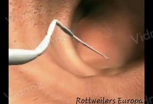 La tenia del perro (Dipylidium caninum) es una especie de platelminto de la clase Cestoda (gusanos planos). Es parásito de los cánidos y los félidos en general, así como de los demás animales que hospedan pulgas, sobre todo de las especies Ctenocephalides canis y Ctenocephalides felis, es decir, las pulgas comunes del perro y el gato, respectivamente, y más raramente la Pulex irritans, la pulga del hombre, o el piojo canino Trichodectes canis. Este parásito era ya conocido por los antiguos babil