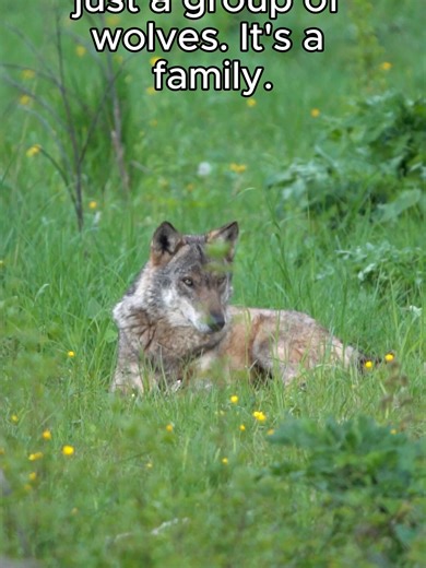 When a wolf loses its mate it often never bonds again. They grieve. They wait. 🐺 #animalfacts #wildlife #didyouknow #nature #animals #wolffacts #wolves