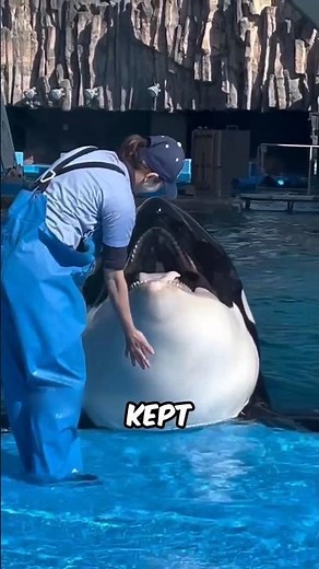 Are orcas dangerous to humans? #facts #animals #wildlife