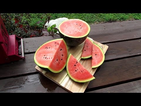 An Outstanding Compact Watermelon that is Perfect for Small Spaces: The 2017 AAS Winner 'Mini Love'