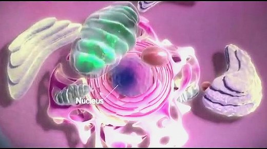 150秒看懂从DNA到蛋白质完整过程，给你讲的明明白白的