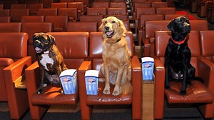 Glasgow’s Grosvenor Cinema starts regular pooch-friendly screenings