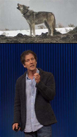 223K views · 4.6K reactions | Did you know that wolves make their own sentences using barks and other sounds? Here’s how AI is helping us learn what they mean: #JeffreyReed #Animals #Wolves #AI | TED | Facebook