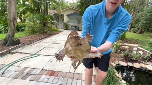 Predator alert snapping turtle in the pond