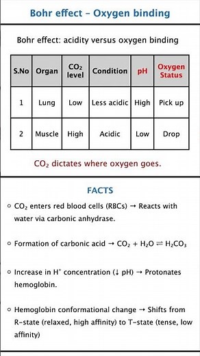 Why Haemoglobin Releases Oxygen? 😎 Bohr Effect Explained Bohr Effect 🔥 Oxygen Affinity Trick