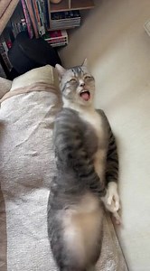 Domestic Shorthair Cat Performance Highlights