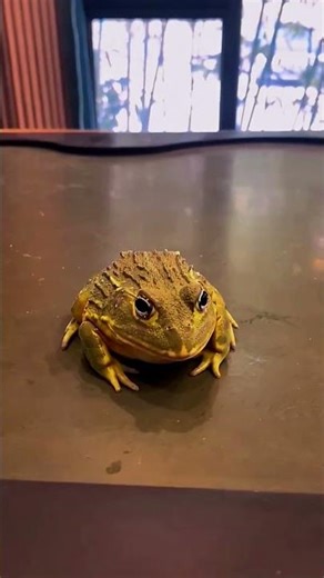 Frog Eats Bug in 1 Second #frogfunnies #frog #shorts