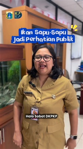 Dinas KPKP Prov. DKI Jakarta on Instagram: "Ikan sapu-sapu yang saat ini mendominasi Sungai Ciliwung dan kerap dianggap hama ternyata masih banyak dimanfaatkan masyarakat. Karena faktanya ikan ini banyak diminati karena harganya terjangkau. Hasil beberapa penelitian menunjukkan ikan sapu-sapu mengandung protein cukup tinggi. Namun demikian, uji laboratorium juga menemukan cemaran logam berat dan bakteri Escherichia coli (E. coli) pada sampel air dan daging ikan. Masyarakat diimbau untuk lebih bi