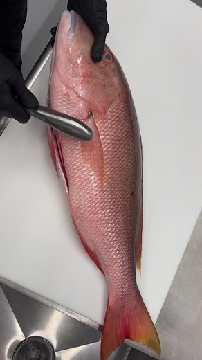 Mutton Fillet and Wing removal. Have you ever had grilled Snapper wings!? So good!! #muttonsnapper #snapperwings #bottomfishing | Reed_thefishmonger